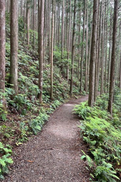 Path lined with tall trees on the Kumano Kodo trail