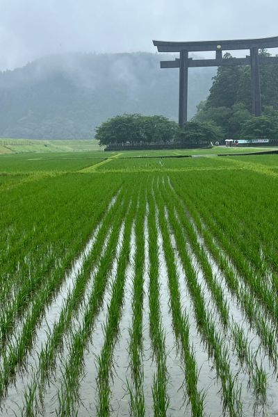 Rice paddies along the Kumano Kodo trail